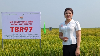 Nông dân Quảng Trị muốn nhân rộng giống lúa TBR97 và TBR87