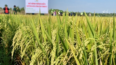 Giống lúa TBR97 làm say đắm nông dân Gia Lai
