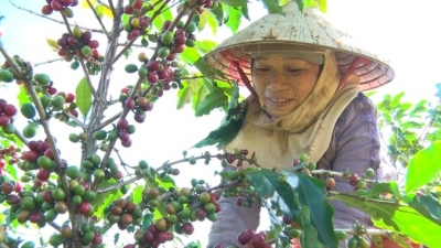 Hỗ trợ chuyển đổi 2.500ha cà phê canh tác nông - lâm kết hợp
