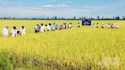Quảng Trị mở rộng thêm 300 - 500ha lúa hữu cơ