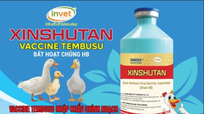 Vacxin phòng bệnh Tembusu lần đầu tiên được nhập khẩu chính ngạch về Việt Nam