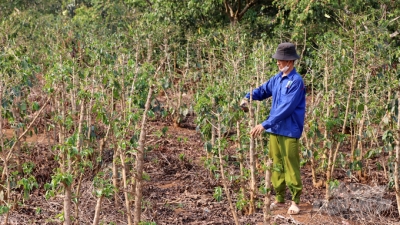 Sơn La gặp hạn, sản lượng cây ăn quả dự kiến giảm 15%