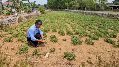 Nhiều diện tích cây trồng ở Quảng Bình nguy cơ mất trắng do nắng hạn