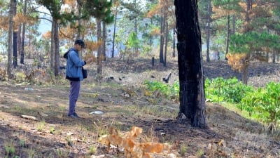 Dự án của Sài Gòn - Đại Ninh để mất 257ha rừng, ai chịu trách nhiệm?