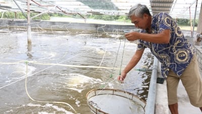 Tan hoang toàng quy mô nuôi tôm nổi bật ở Uông Bí