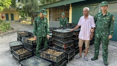 Một người Trung Quốc vận chuyển trái phép gần 18.000 con gà giống vào Việt Nam