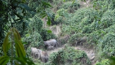 Kiểm lâm Hoa Kỳ hỗ trợ Quảng Nam trồng hàng rào xanh bảo vệ voi