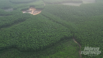 Thừa Thiên - Huế phấn đấu có 15.000ha rừng có chứng chỉ FSC