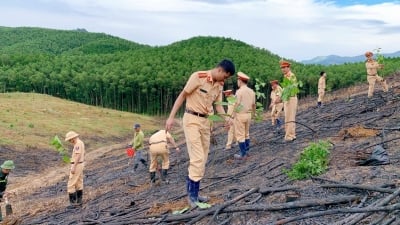Cảnh sát giao thông Quảng Ninh ra quân trồng rừng gỗ lớn