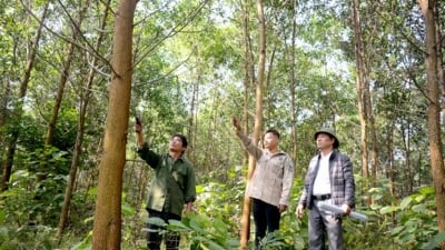 UNCSD ra khung đánh giá tính bền vững của rừng sản xuất