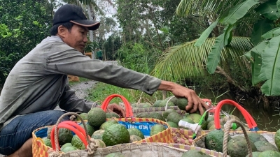 Giá cam sành giảm mạnh, nông dân thất thu