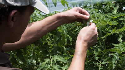 Plant health governing body meets on further measures to curb pests and diseases