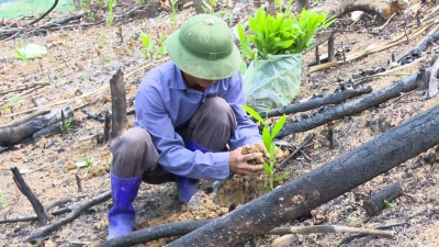 Nghịch lý trồng rừng thay thế: Có tiền nhưng không tiêu được!
