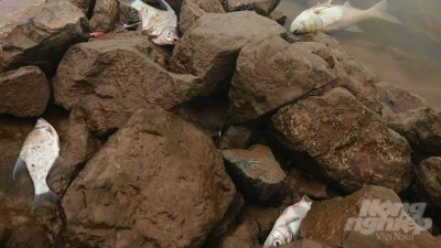 2,5 tấn cá tự nhiên chết nổi dọc sông Đáy