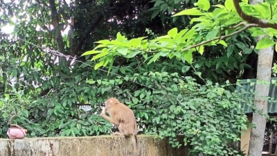 Khỉ hoang dã xuất hiện nhiều nơi ở Hải Phòng