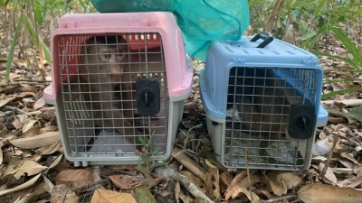 Release 3 rare pig-tailed macaques back into the wild