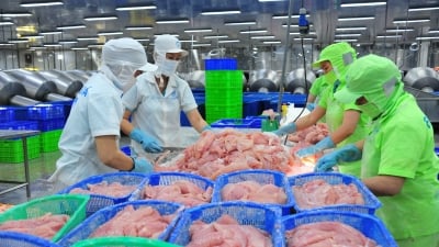 Trung Quốc mua cá tra Việt Nam với số lượng 'khủng'