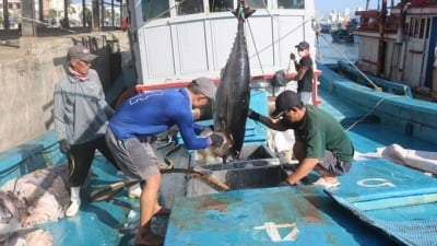 Xuất khẩu cá ngừ ảm đạm khiến giá thu mua nguyên liệu giảm mạnh