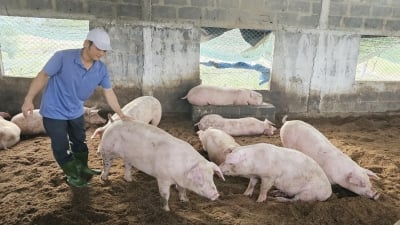 Người nuôi lợn trang trại, gia trại được gỡ nút thắt