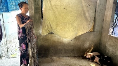 1/3 huyện tại Quảng Nam bùng phát dịch tả lợn Châu Phi