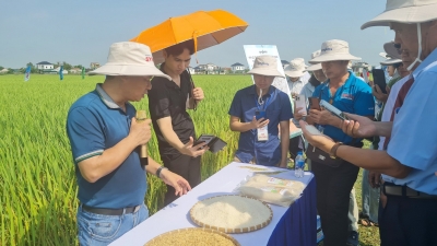 Syngenta Việt Nam ra mắt lúa lai 3 dòng thế hệ mới SYN8
