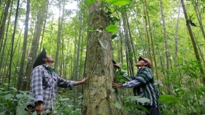 Thủ tướng yêu cầu xây dựng tiêu chuẩn quốc gia về tín chỉ carbon rừng