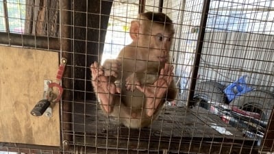 2 cá thể khỉ quý hiếm được đưa về nuôi ở Vườn quốc gia Hoàng Liên
