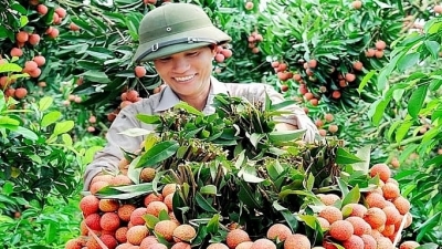 Forecast for 2024, Bac Giang will reach 100,000 tons of lychees
