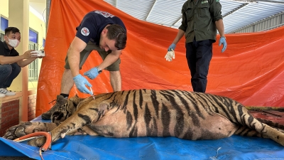 FOUR PAWS rescuing obese tiger weighing over 260kg