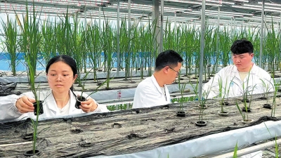 Trung Quốc 'khoe' nhà kính trồng lúa trên sa mạc trong 60 ngày