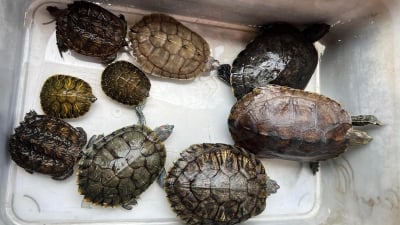 Nhức nhối vấn nạn buôn bán rùa từ chợ ảo đến đời thực