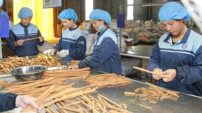 Organic cinnamon opening export gate: business and farmer partnership in organic cinnamon production