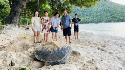 Sea turtle nesting season beginning in Con Dao district