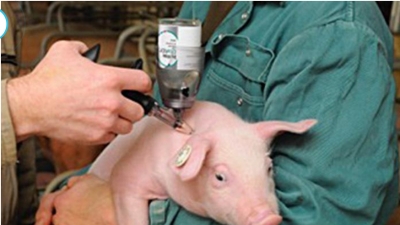 Bước tiến mới trong nghiên cứu vacxin tả lợn châu Phi