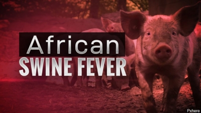 Cần thêm các số liệu vacxin tả lợn châu Phi của Trung Quốc