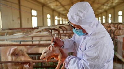 Trung Quốc loan báo tạo ra giống lợn kháng bệnh