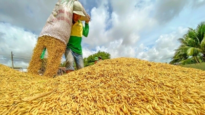 Từ ‘phi nông bất ổn’ đến nền nông nghiệp quốc gia [Kỳ 1]: Chính sách Khoán 10 đã mở đường thoát cho nông dân
