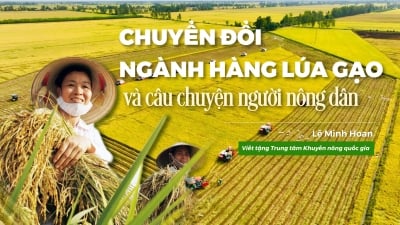 Chuyển đổi ngành hàng lúa gạo và câu chuyện người nông dân