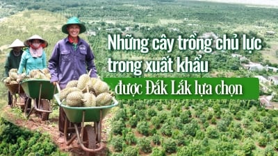 Những cây trồng chủ lực trong xuất khẩu được Đắk Lắk lựa chọn