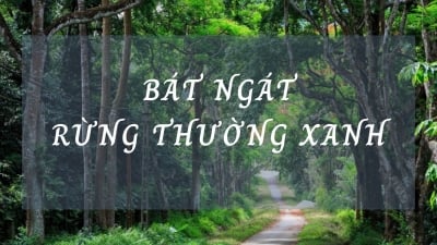 Sinh thái Việt Nam [Tập 2]: Bát ngát rừng thường xanh
