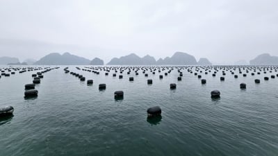 9 lợi thế thu hút đầu tư vào nuôi biển ở tỉnh Quảng Ninh