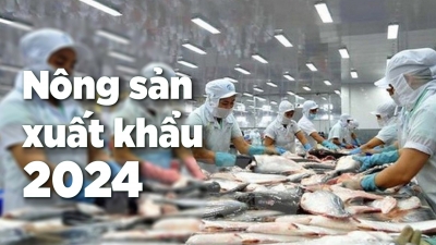 Xuất khẩu cá tra dự báo tăng trưởng mạnh nửa cuối năm 2024