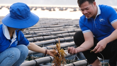 Quảng Ninh 'trải thảm đỏ' thu hút nhà đầu tư nuôi biển