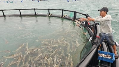 Xây dựng ngành hàng nuôi biển: [Bài 2] Bước nhỏ ra biển lớn và lời giải ngoài vịnh Cam Ranh
