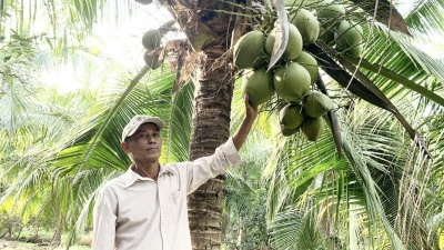 Trà Vinh tổ chức Festival 100 năm cây dừa sáp