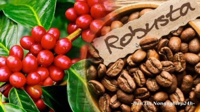 Thị phần cà phê Việt Nam sụt giảm