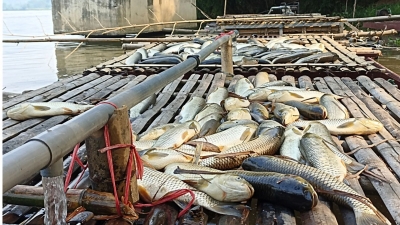 Bản tin Thủy sản ngày 3/5/2024: Hơn 10 tấn cá lồng chết bất thường trên sông Mã