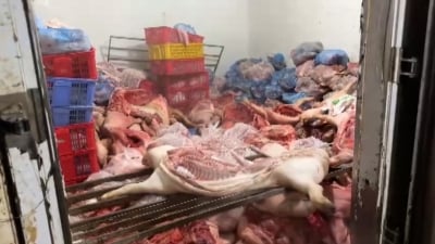 Phát hiện cơ sở chuyên xử lý lợn ốm chết ở Vĩnh Phúc