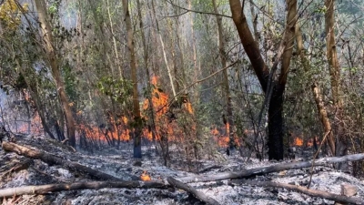 Bản tin Lâm nghiệp ngày 10/5/2024: Cháy rừng ở Khánh Hòa gây thiệt hại khoảng 30ha