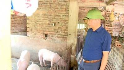 Thêm 4 xã ở Quảng Ninh xuất hiện dịch tả lợn Châu Phi